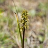 _17C9863 Leek Orchid